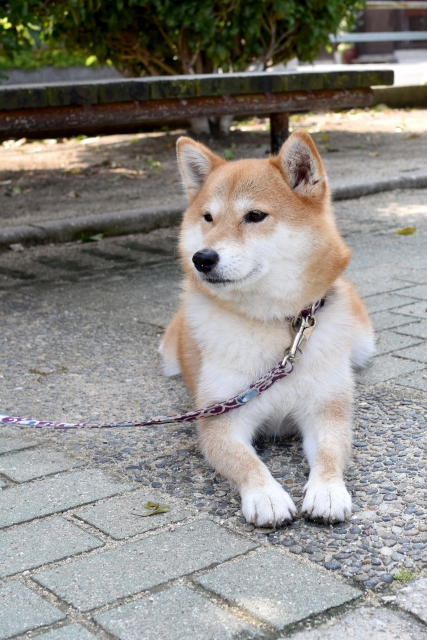 自動給餌器,ランキング,おすすめ,犬,猫