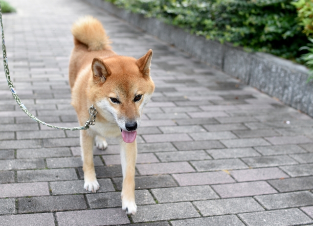 自動給餌器,ランキング,おすすめ,犬,猫