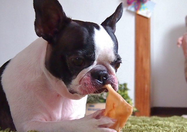 自動給餌器,ランキング,おすすめ,犬,猫